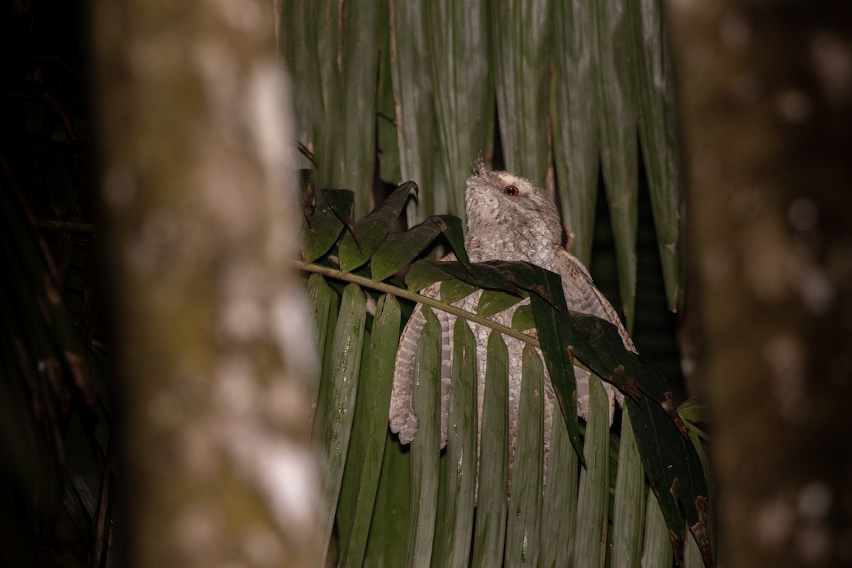 Marbled Frogmouth - ML377690741