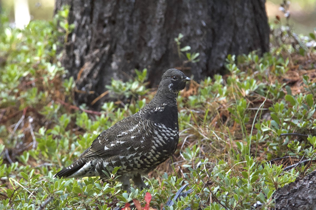 Spruce Grouse (Franklin's) - Anonymous