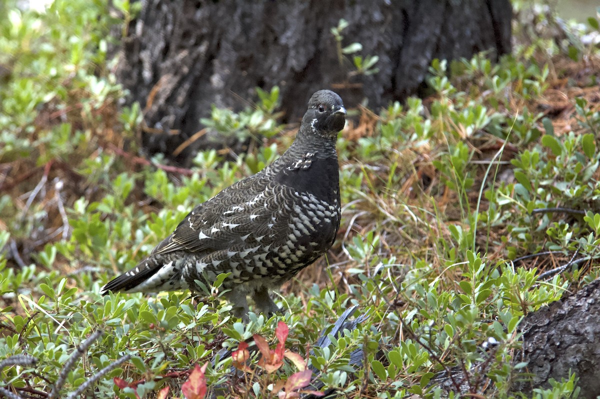 Spruce Grouse (Franklin's) - Anonymous