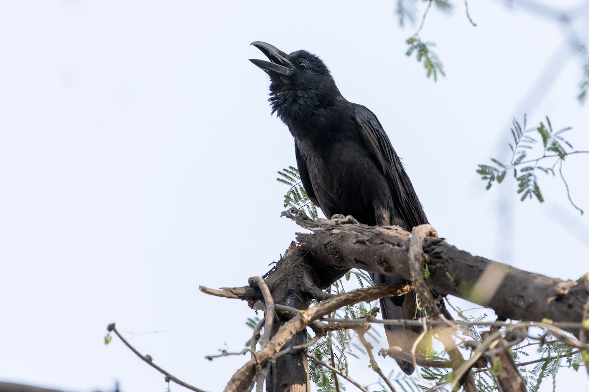 Large-billed Crow (Indian Jungle) - ML377692221