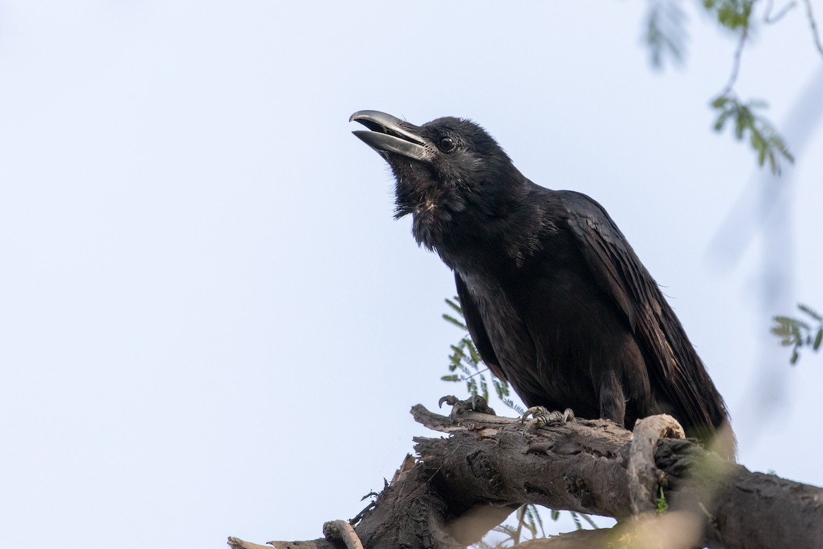 Large-billed Crow (Indian Jungle) - ML377692311