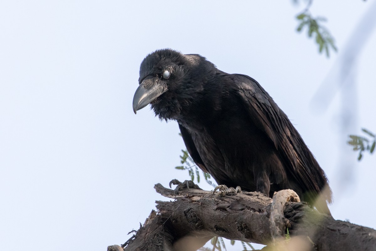 Large-billed Crow (Indian Jungle) - Louis Bevier