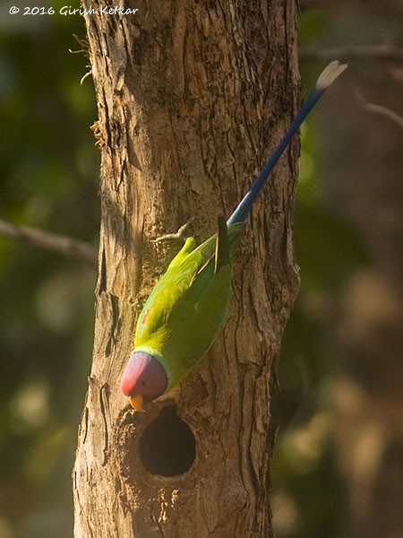 Plum-headed Parakeet - GIRISH KETKAR