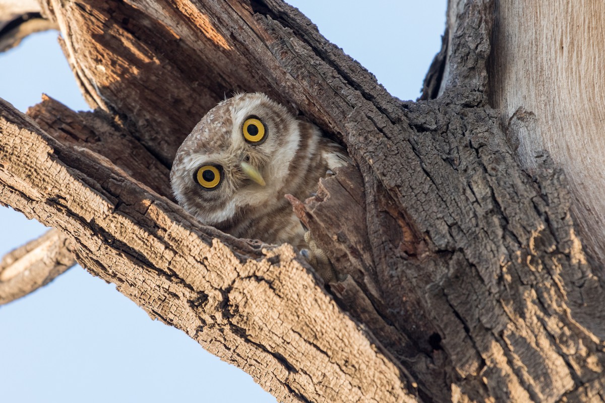 Spotted Owlet - ML377692941