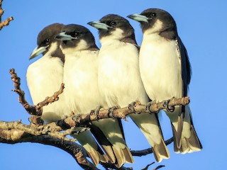 fiji woodswallow - eBird