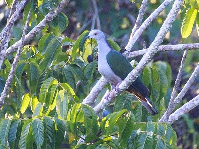 Gray-headed Imperial-Pigeon - ML377697141