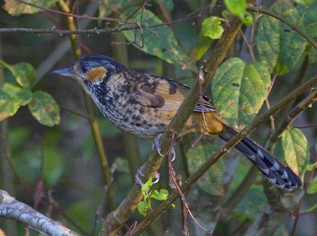 Chestnut-eared Laughingthrush - Hanno Stamm