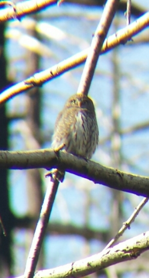 Northern Pygmy-Owl - ML37770141
