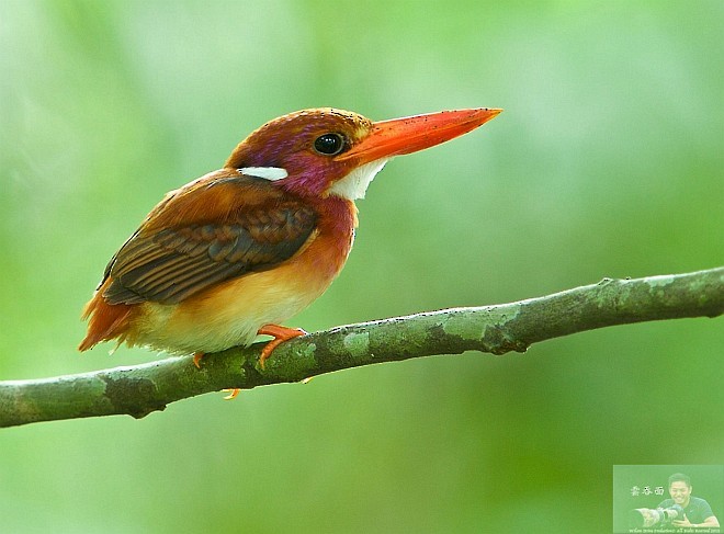 Philippine Dwarf-Kingfisher (Mindanao) - ML377703731