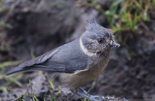 Gray-crested Tit - ML377704601