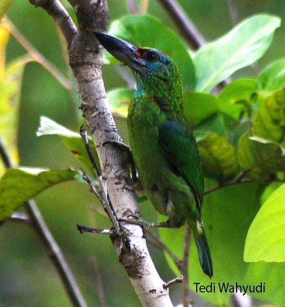 Red-throated Barbet - ML377705601