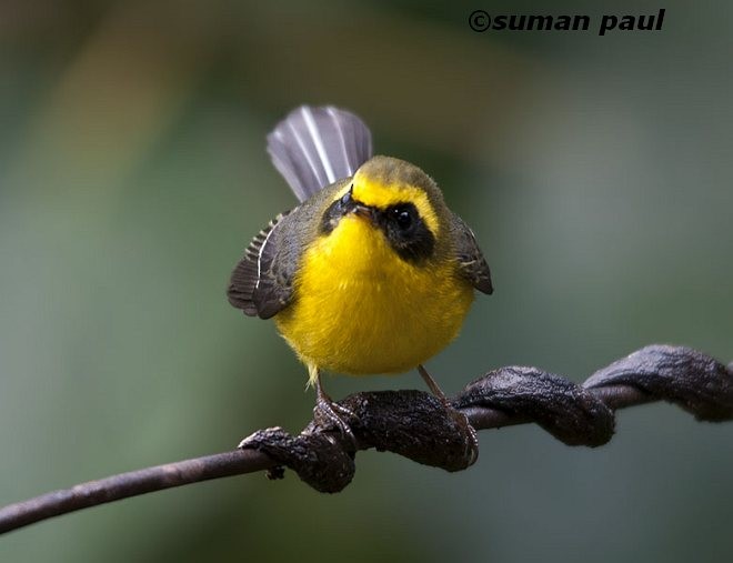 Yellow-bellied Fairy-Fantail - Suman Paul