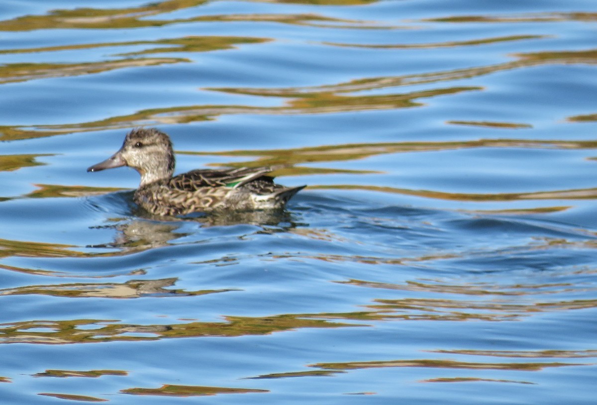 Green-winged Teal - ML37771221