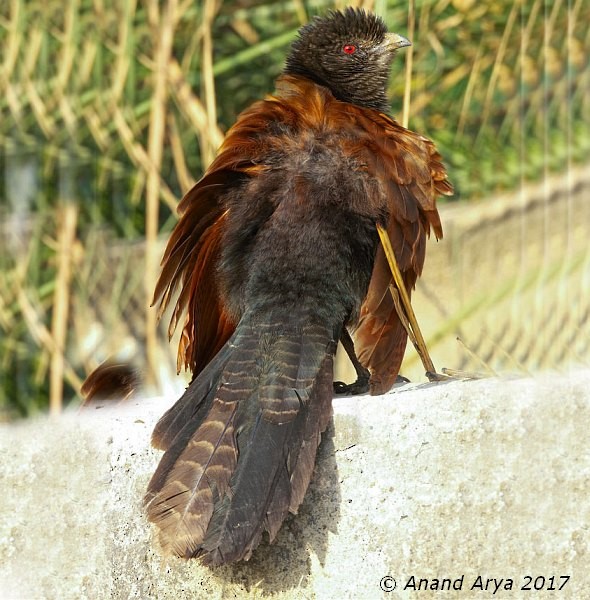 Greater Coucal - ML377713361
