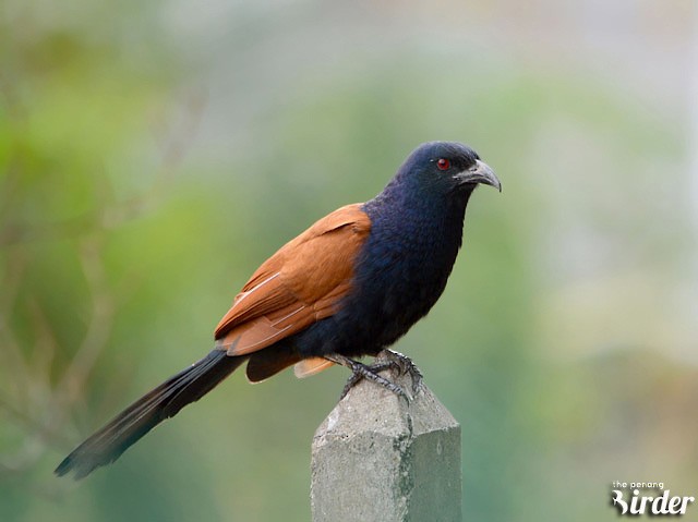 Greater Coucal (Greater) - ML377715731