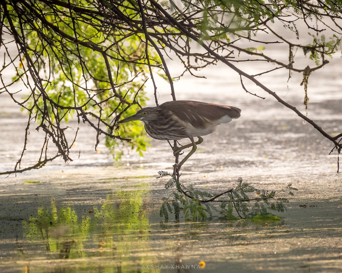 Indian Pond-Heron - Akshay Khanna