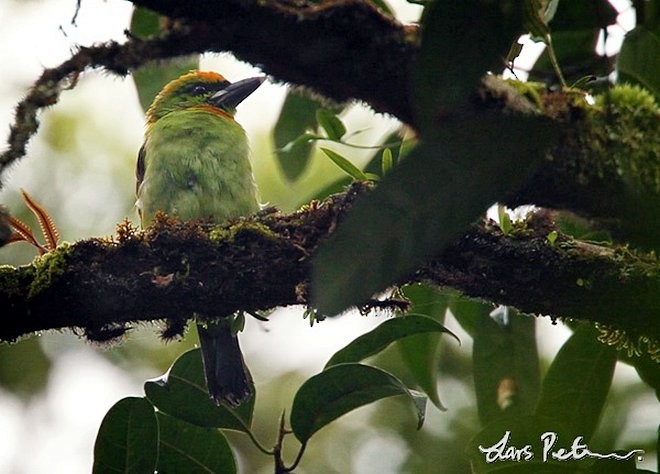 Flame-fronted Barbet - ML377719971