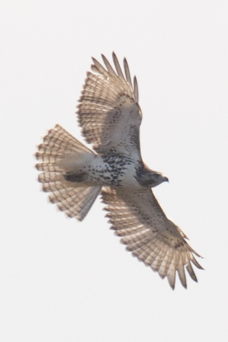 Red-tailed Hawk - ML37772061