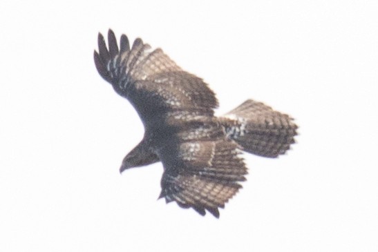 Red-tailed Hawk - ML37772081