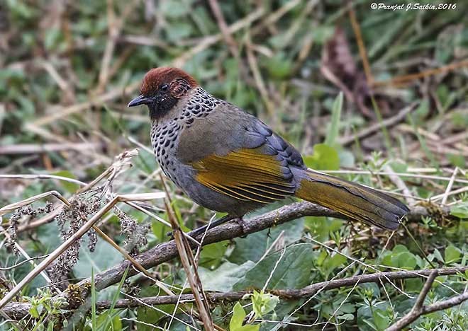 Chestnut-crowned Laughingthrush - ML377722451
