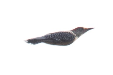 Red-bellied Woodpecker - ML37772461