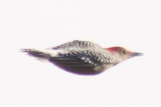 Red-bellied Woodpecker - ML37772471