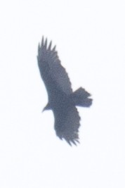 Turkey Vulture - ML37772611