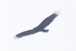 Turkey Vulture - ML37772621