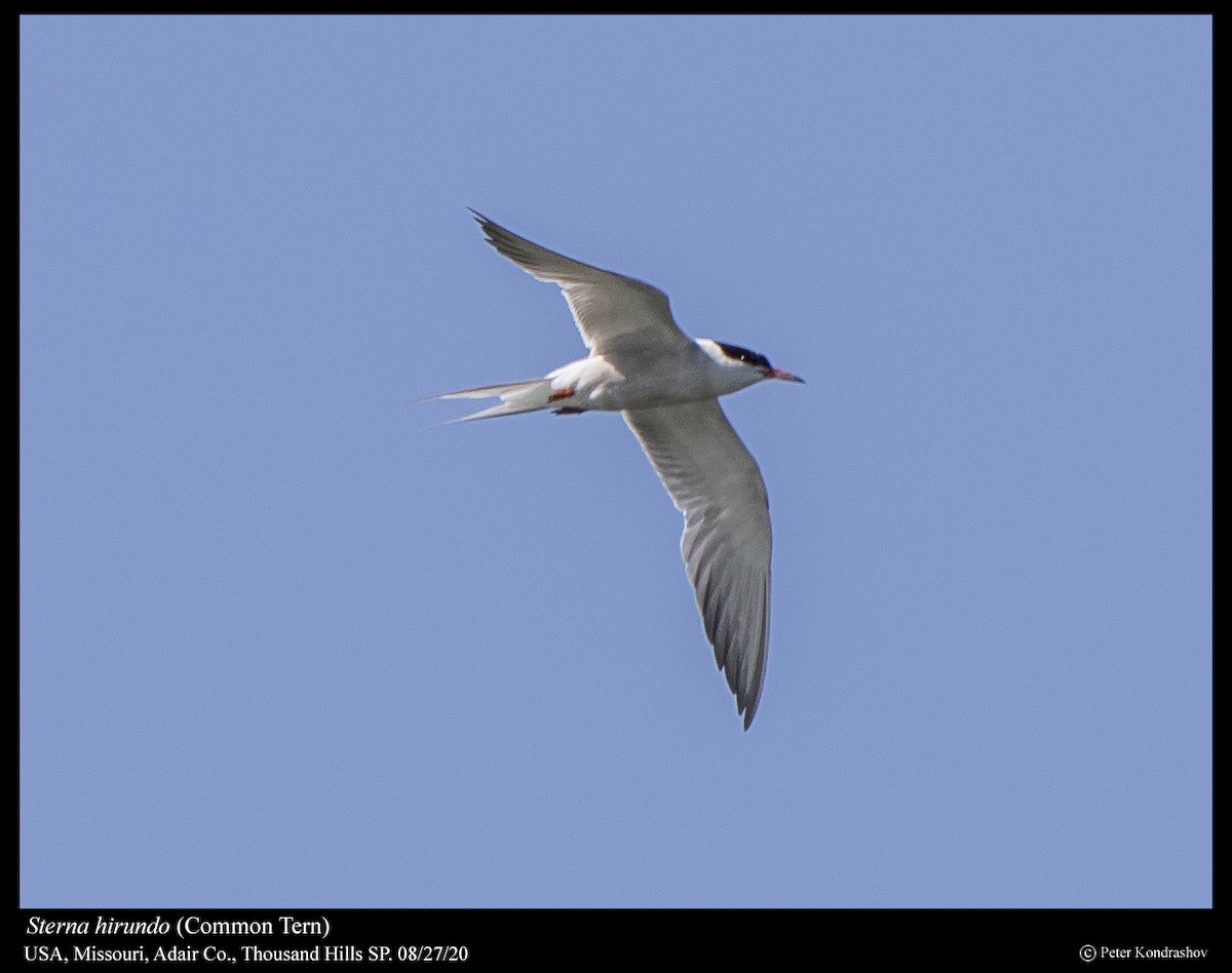 Common Tern (hirundo/tibetana) - ML377726251