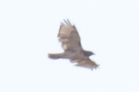 Red-tailed Hawk - ML37772821