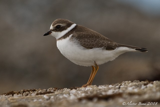 Semipalmated Plover - ML377730881