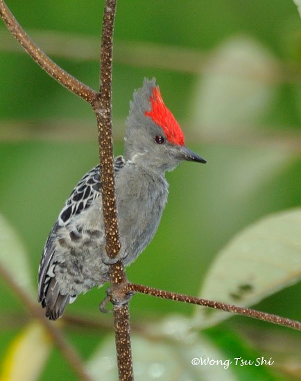 Gray-and-buff Woodpecker (Gray-and-buff) - ML377735701