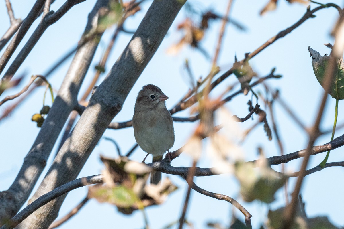 Field Sparrow - Sebastian Jones