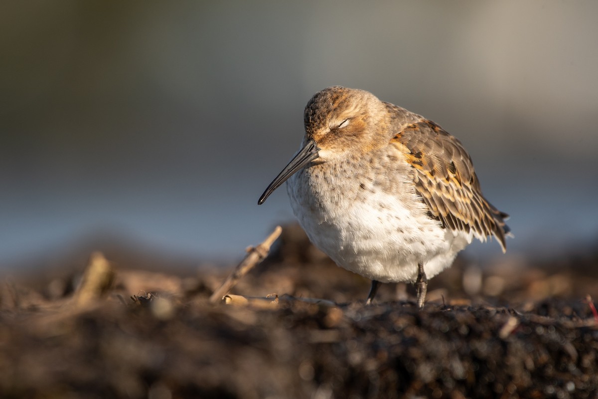 Dunlin - ML377741531