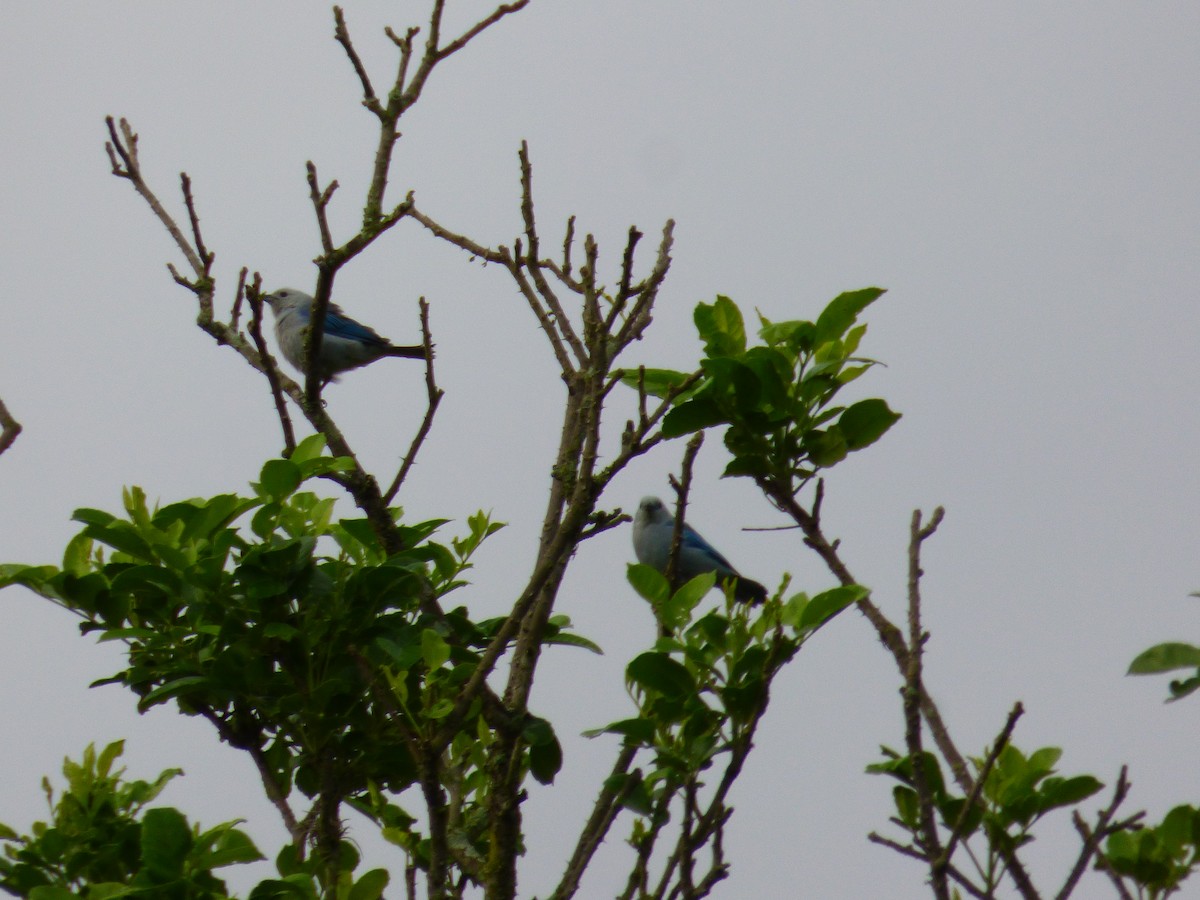 Blue-gray Tanager - ML377744601