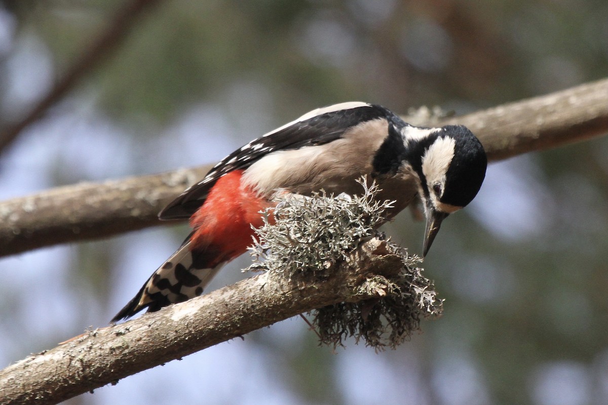 Great Spotted Woodpecker - ML377746781
