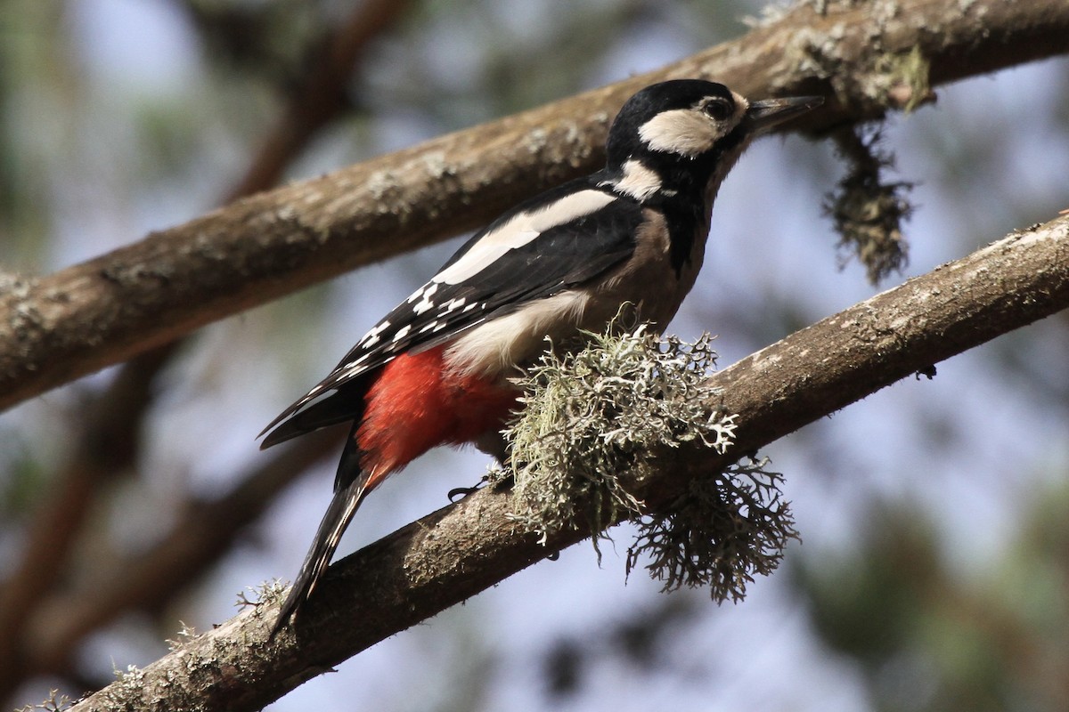 Great Spotted Woodpecker - Carlos Villaverde Castilla