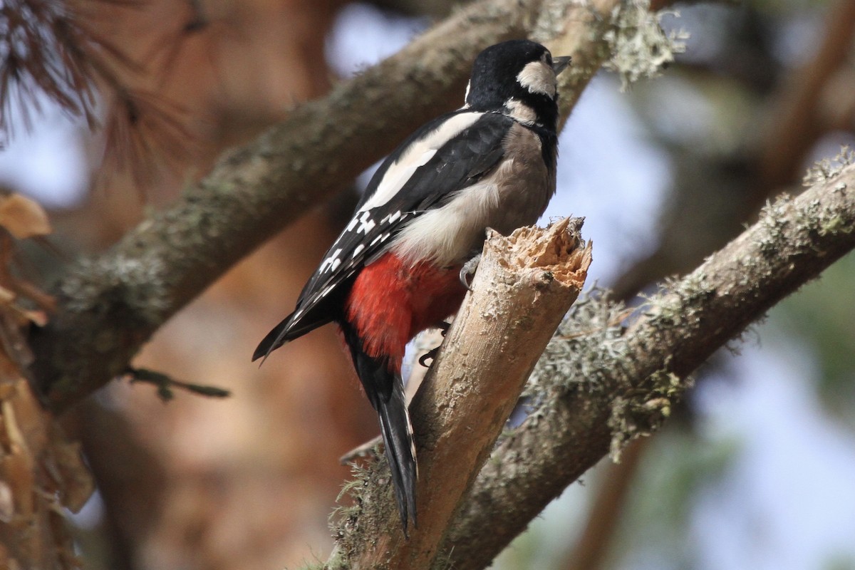 Great Spotted Woodpecker - ML377746801
