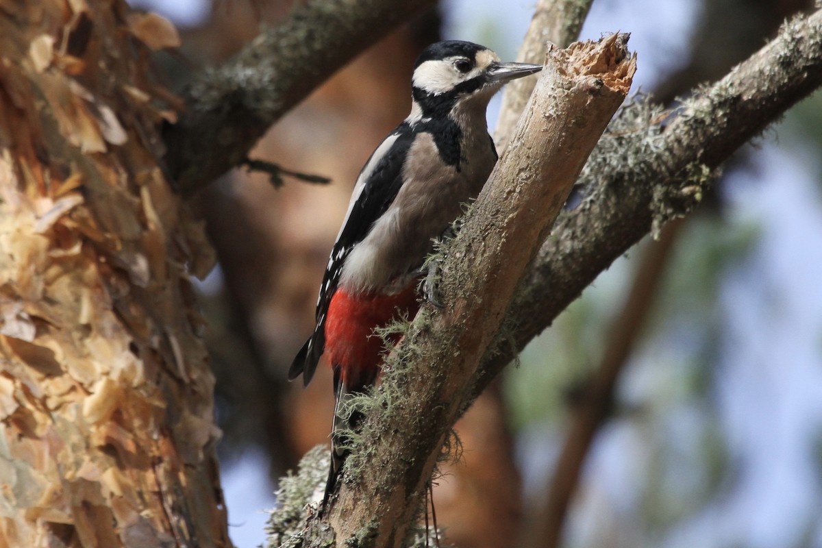 Great Spotted Woodpecker - ML377746811