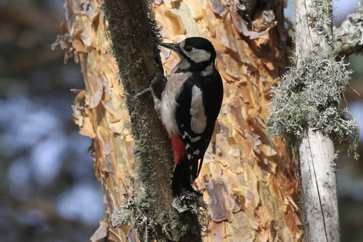 Great Spotted Woodpecker - ML377746831