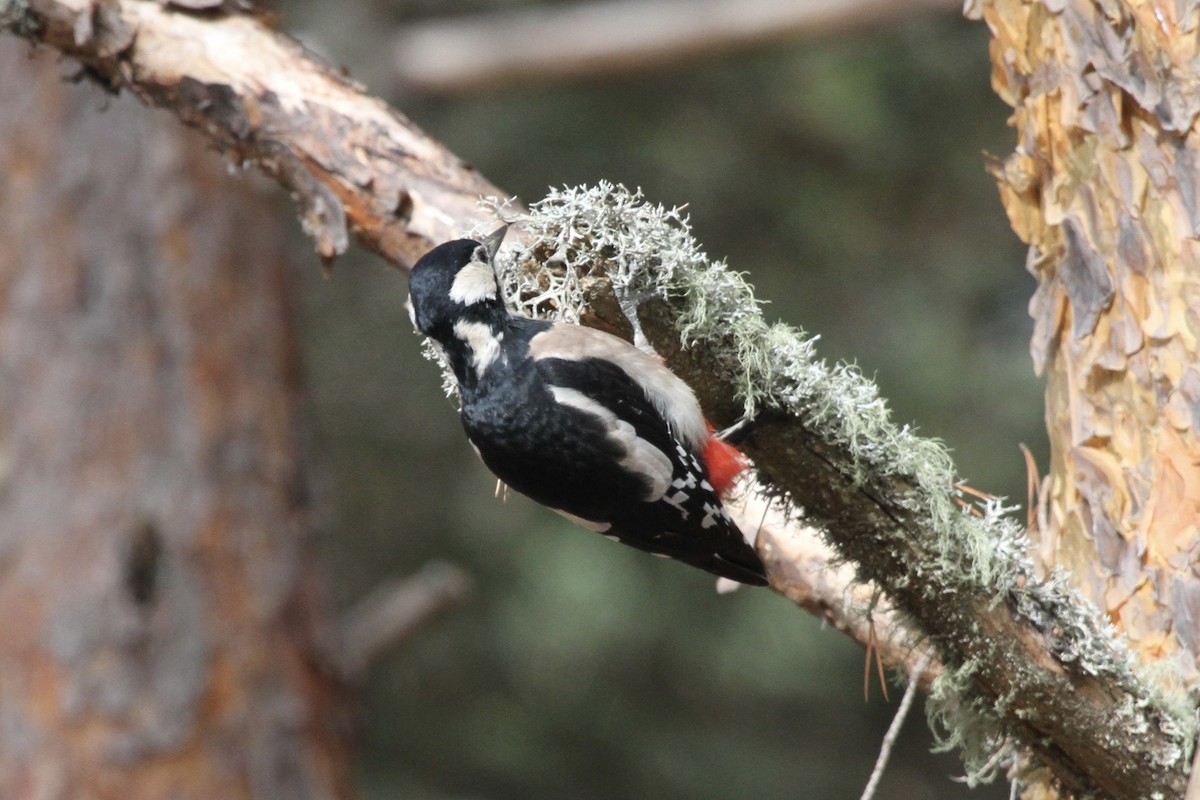 Great Spotted Woodpecker - ML377746841