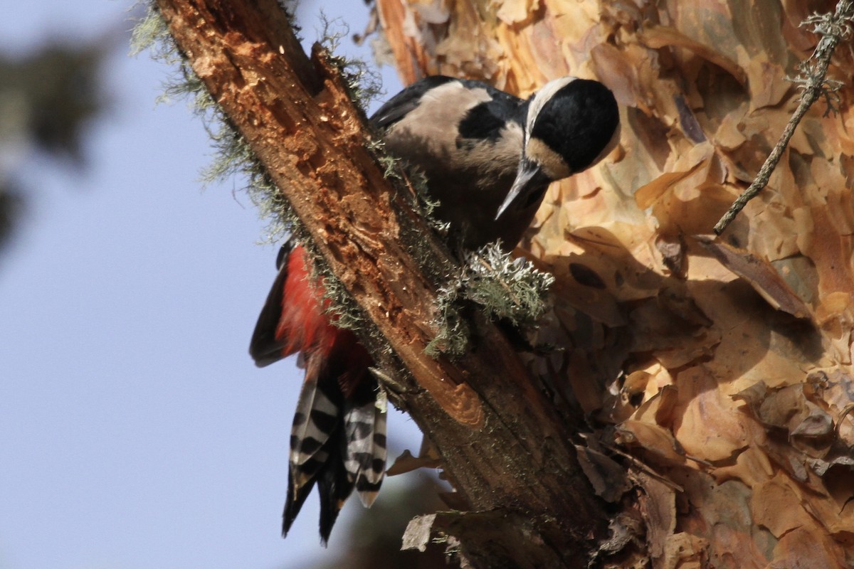 Great Spotted Woodpecker - ML377746851