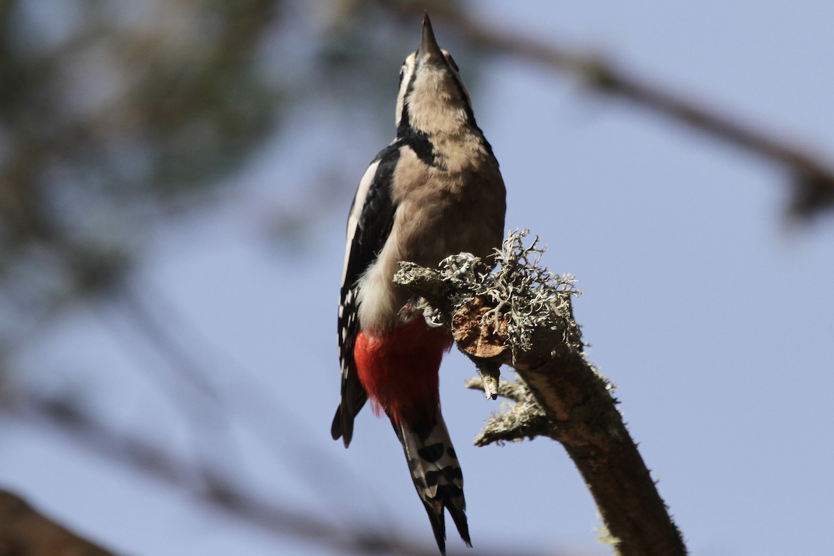 Great Spotted Woodpecker - ML377746871