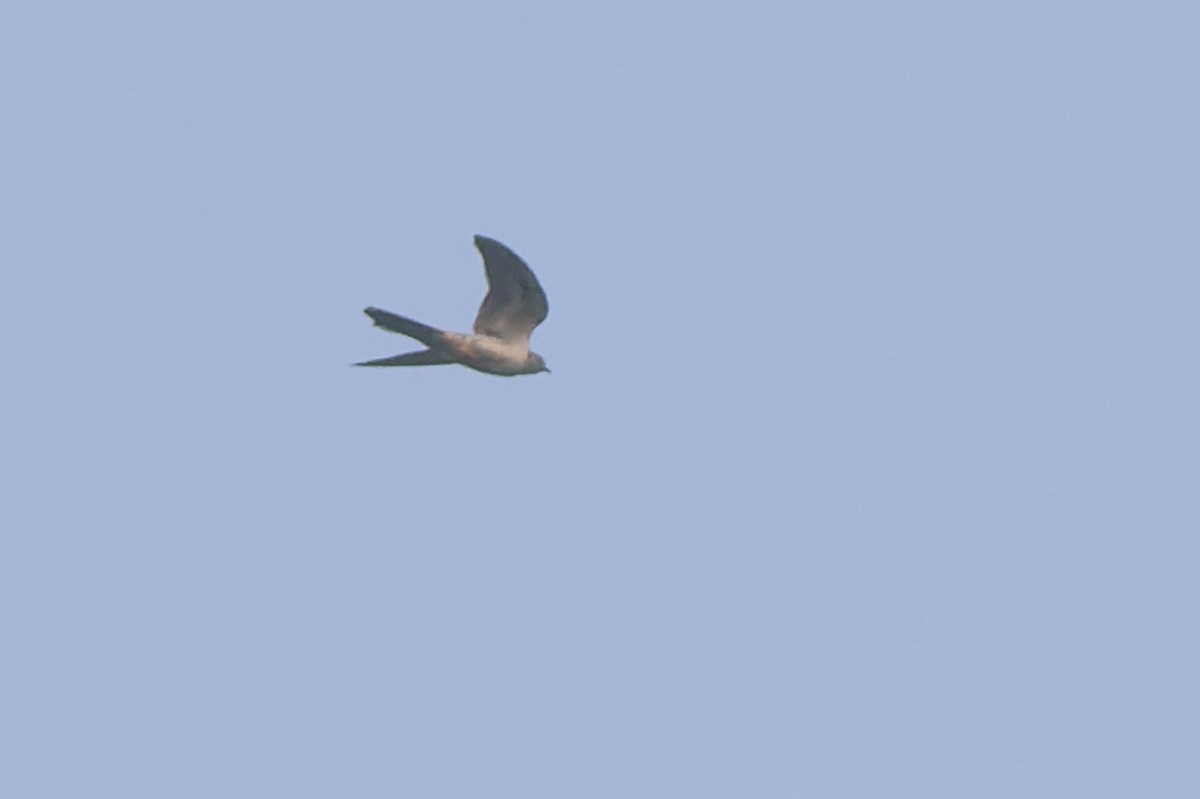 Common Cuckoo - Abu Bakar Siddik