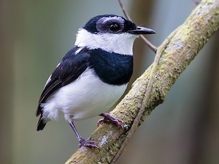  - West African Wattle-eye