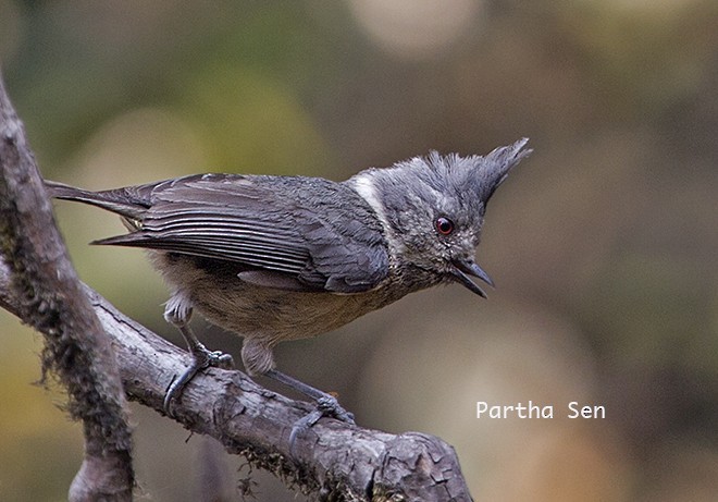 Gray-crested Tit - ML377753091