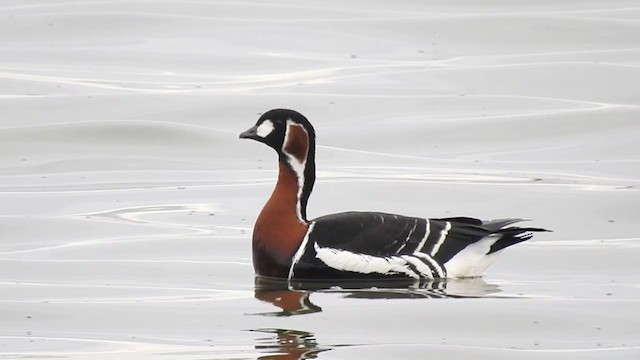 Red-breasted Goose - ML377753861