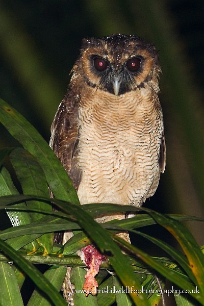 Brown Wood-Owl (Brown) - Chris Hill