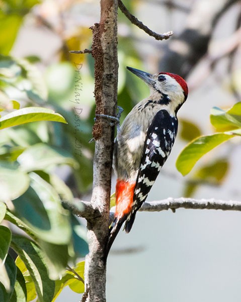 Fulvous-breasted Woodpecker - ML377759751