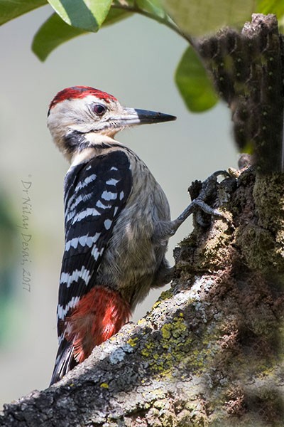 Fulvous-breasted Woodpecker - Nilay Desai